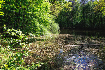 Fototapeta na wymiar Pond in Kabaty Woods - woodland park in Warsaw city, Poland