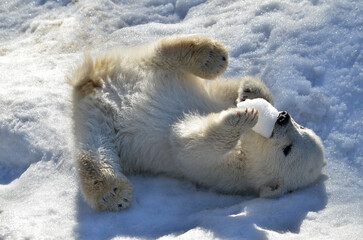 polar bear cub