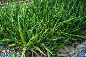 Aloe vera plants(cactus - succulent plant) that grow a plant that grows in hot with many benefits Plant in the garden and decorate the house.