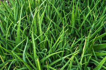 Aloe vera plants(cactus - succulent plant) that grow a plant that grows in hot with many benefits Plant in the garden and decorate the house.