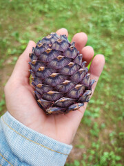 Pine cone in hand