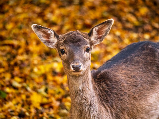 Portrait of a fallow deer in the autumn forest © Axel Jahnke