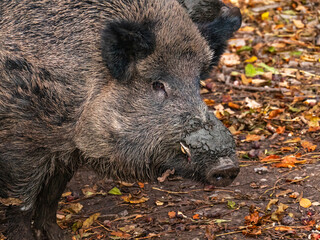 Portrait of the head of an adult wild boar tusker