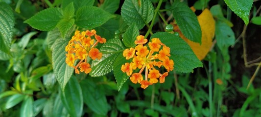 Lantana flowers