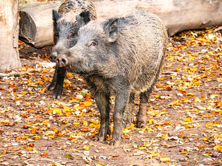 adult wild boar and newcomer in the autumn forest