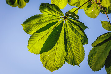 Close up on a spring leaf of Horse chestnut tree in Poland