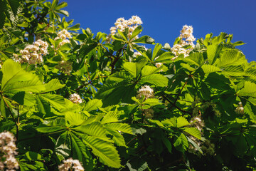 Spring leaves and flowers of horse chestnut tree in Poland