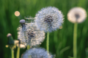 Close up on ripe fruits of Common dandelions