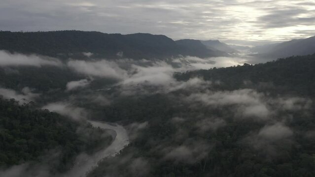4k Aerial shot for amazon river and the rain forest in brazil rainforest. shot on MAVIC 2 PRO hasselblad rendered prores 422HQ D-log