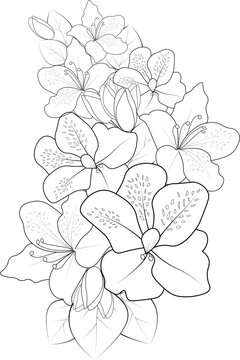 isolated Flower zentangle art easy sketches with decorative doodle evergreen azalea outline design for adult coloring pages clip art
