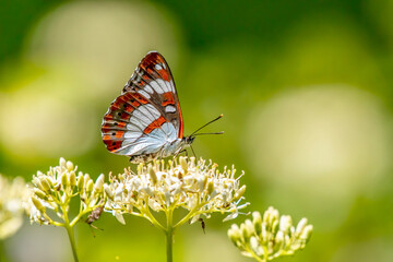 Eurasian White admiral Limenitis camilla butterfly close up on a flower