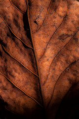 dry leaf abstract texture