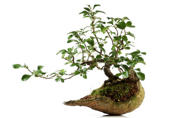 Bonsai in a round Stone isolated on white Background
