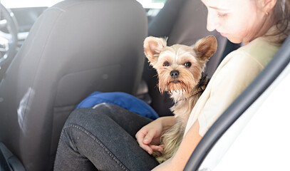 yorkshire terrier dog travelling in car, enjoying road trip