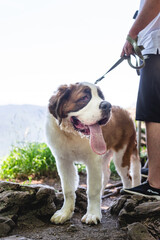 funny and cute st. bernard dog outdoors in hot summer day