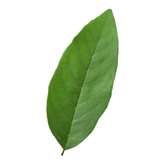 leaves custard apple isolated on alpha background