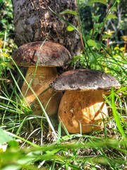 mushroom in the forest