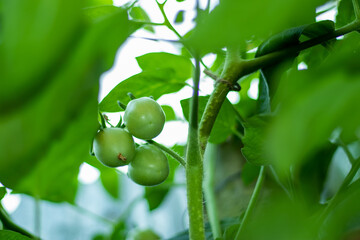 Raw or green tomatoes are good for making bones, lycopene in tomatoes