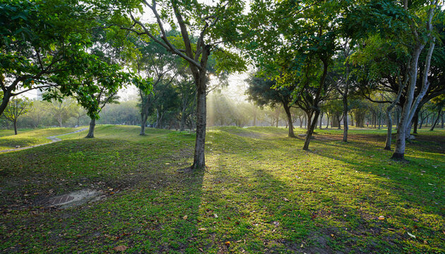 Daan Forest Park sunshine