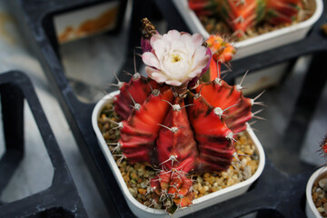 Gymnocalicium cactus in the garden