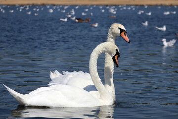 Obraz premium Swans and seagulls in a pond in Hyde Park in London on a sunny day
