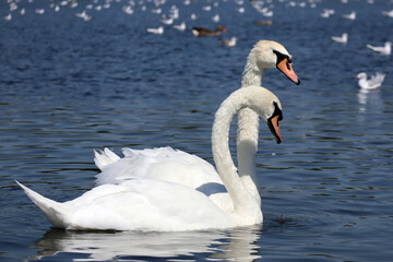 Obraz premium Swans and seagulls in a pond in Hyde Park in London on a sunny day