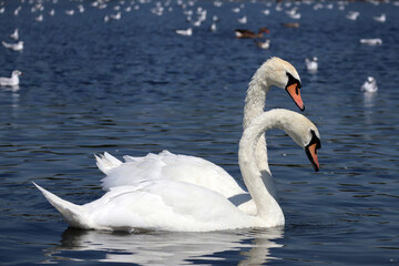 Swans and seagulls in a pond in Hyde Park in London on a sunny day