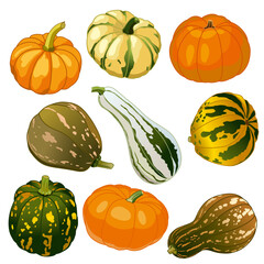 Pumpkins isolated on a white background. Autumn pumpkin fruits, Halloween holiday. Seamless different types of squash. Vector image.