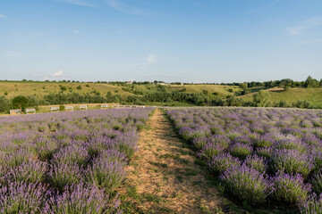Fototapeta na wymiar rows of flowering lavender bushes in field under blue sky.