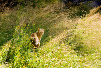 Ginger cat in a meadow