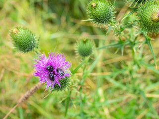 three beetles in flower of thistle on green meadow closeup after summer rain