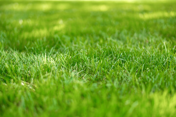 Fototapeta na wymiar Green lawn of grass leaves in the park, detail, blurred background