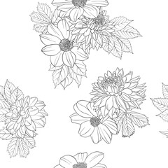 vector seamless pattern with flowers of dahlia at white background , hand drawn botanical illustration