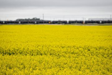 Yellow Canola Field with Railroad Tank Cars