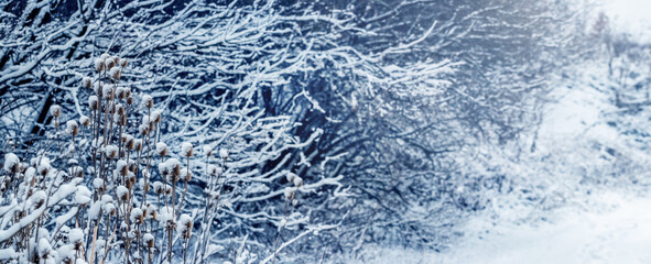 Snow-covered trees and bushes in the winter forest