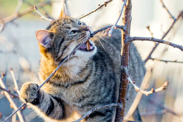 Obraz premium Young cat in the garden on a tree gnaws a branch