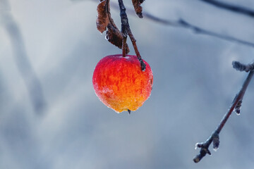 A frost-covered red apple on a tree in early winter