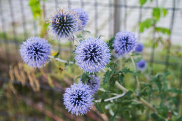 The Globe thistles (Echinops) plant blooming
