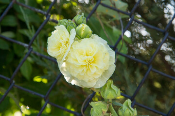 The Hollyhocks (Alcea) blooming in a garden