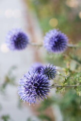 The Globe thistles (Echinops) plant blooming