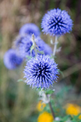 The Globe thistles (Echinops) plant blooming