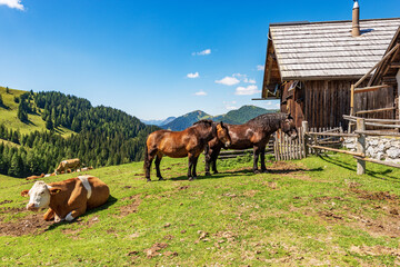 Fototapeta na wymiar Herd of brown and white dairy cows and horses in a mountain pasture, Italy-Austria border, Feistritz an der Gail municipality, Osternig peak, Carinthia, Julian Alps, Austria, central Europe.