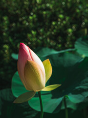 lotus buds (연꽃봉우리)