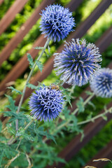 Bee on the Globe thistles (Echinops) plant 