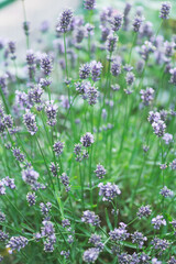 Lavender flower field, Blooming Violet fragrant lavender flowers.
