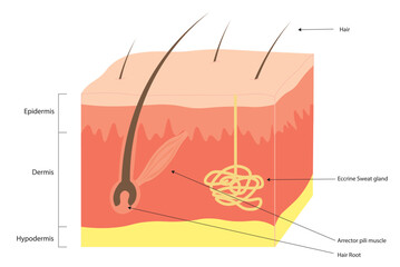 Layers of the skin.  Epidermis, dermis and hypodermis layers and structures