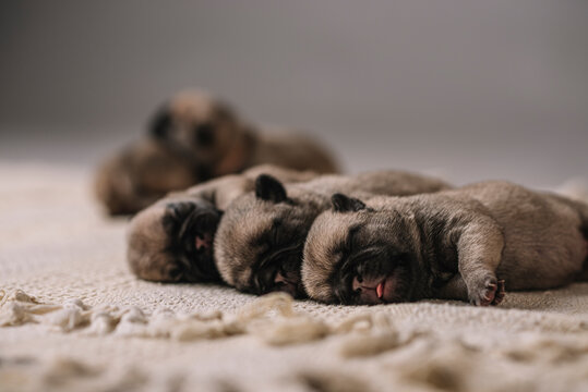 Horizontal image of baby canines sleeping next to their siblings on a soft blanket. 