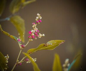 butterfly on a flower