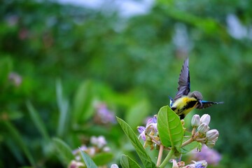 Rainy day with birds