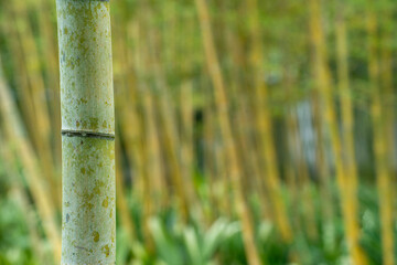 初夏の日本庭園で、存在感のある若竹の勢い